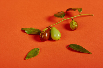 A branch with ripening jujube fruit or chinese dates, isolated over a bright orange colored backhround with copy advertising space. Antioxidant healthy raw vegan food. Creative Jujube fruit patterns.