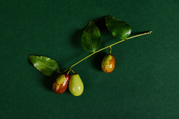 A branch with ripening jujube fruit or chinese dates, isolated over green backhround with copy advertising space. Antioxidant healthy raw vegan food. Creative Jujube fruit patterns.