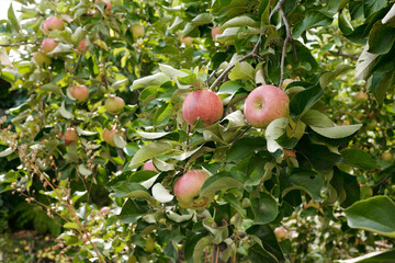 Close-up of several branches of apple trees with green foliage and ripening fruits hanging on them in the garden by summer house