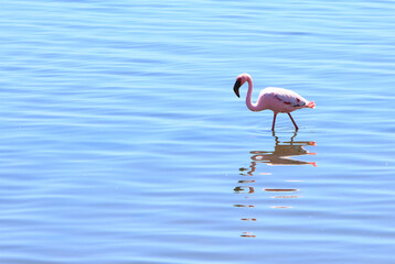 Wild Greater Flamingo Standing in a clear blue lagoon in Walvis Bay, Namibia