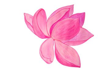 Pink lotus flower painted in watercolor isolated on white background.