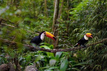 toucan on a tree - bird park - foz do iguazu