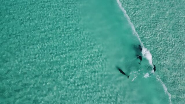 Drone footage of dolphins playing in the blue water in Esperance, Australia. 5 dolphins swimming in the shallows. Cape le grand national park.  Aerial video of dolphins surfing a wave.
