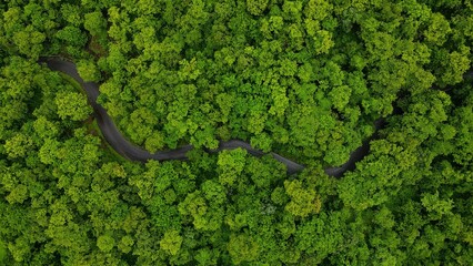 Aerial view of a curving road in the middle of a tropical dense forest and green valley