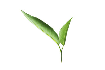 Fresh green orange leaves isolated on white background, back side. Clipping Path. Full Depth of field. Focus stacking