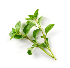fresh green oregano leaves