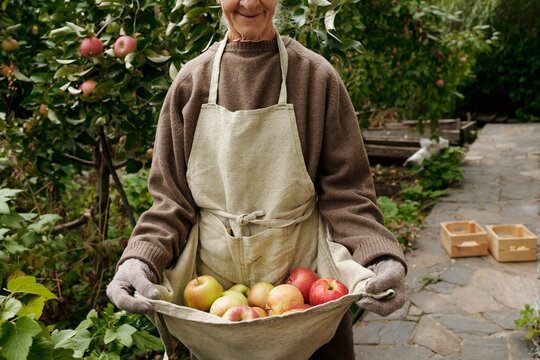 Part of aged woman in pullover, and gloves holding heap of ripe apples in apron while standing in front of camera in the garden by summer house
