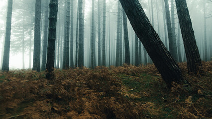 Pine forest shrouded in autumn fog