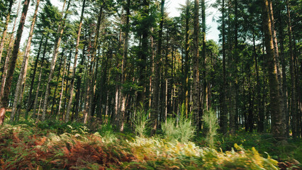 Pine forest in the autumn season