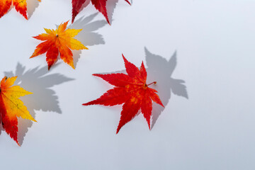Maple leaves in autumn starting to color
