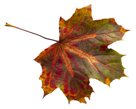 herbstliches buntes Ahornblatt 