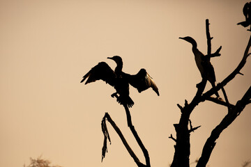 Photographie de cormoran au Parc National du Djoudj au Sénégal au coucher de soleil