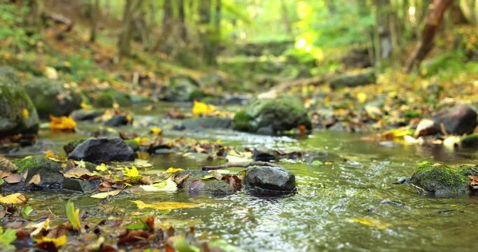 Autumnal scene with small creek flowing