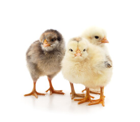 Obraz premium Three small chickens.
