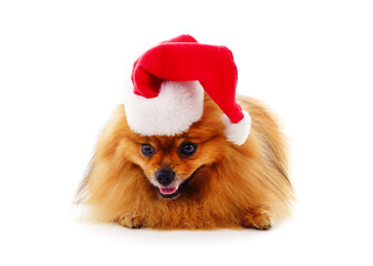 Brown spitz in a Christmas hat.