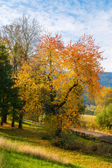 Landscape, Autumn, forester, tree, Šumava, 