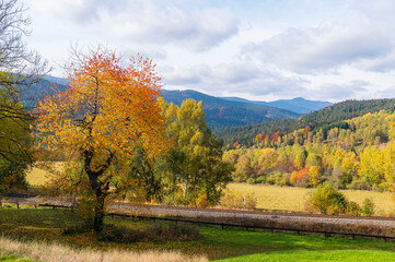 Landscape, Autumn, forester, tree, 