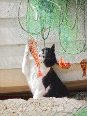 Fototapeta na wymiar Cat catches fish in a fisher net