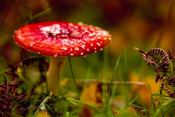 Red Mushroom on the Forest Floor