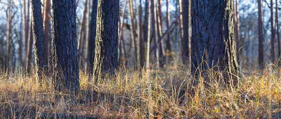 closeup forest glade in soft light, natural forest background