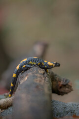 Close up of a colorful salamander (Salamandra salamandra) with yellow and black skin moving on a log in the autumn undergrowth. Monviso Park, Italy.