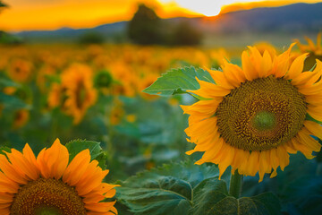 Close up of flowers beautiful field of sunflowers at sunset