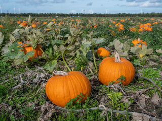 pumpkins during harvest on field under blue autumn sky in dutch province of flevoland