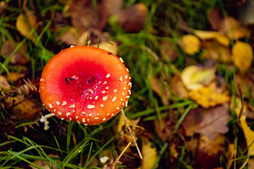 Red Mushroom on the Forest Floor