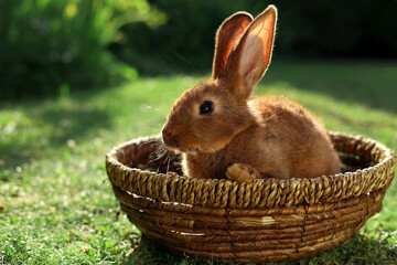 Cute fluffy rabbit in wicker bowl on green grass outdoors