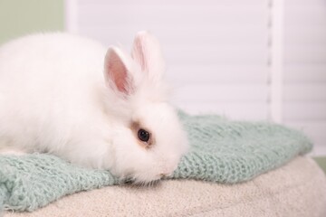 Fluffy white rabbit on soft blanket indoors, space for text. Cute pet