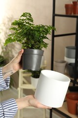 Woman holding houseplant and new pot indoors, closeup