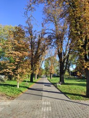 Fototapeta na wymiar chestnut alley in autumn on a clear day, pavement and bike path, Wroclaw, Poland.