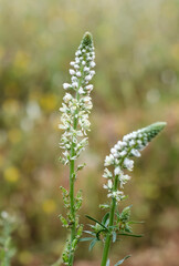 wild plants and flowers. Natural backgrounds