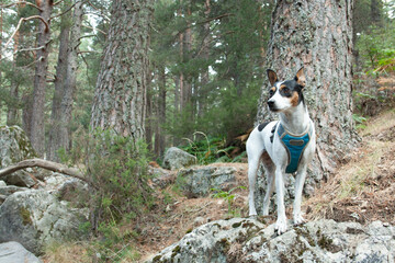 dogs in nature, sniffing, searching