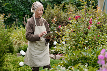 Serious senior woman in pullover and apron standing among green vegetation in the garden and searching online data