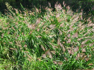 秋の野原の木漏れ日の中のチカラシバ