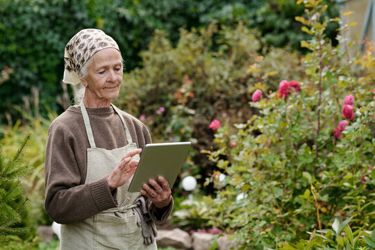 Aged woman in workwear with tablet looking through online information about new sorts of flowers while standing in the garden - Powered by Adobe