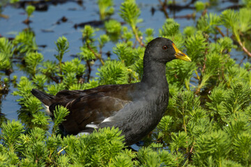 尾の短い幼鳥のバン