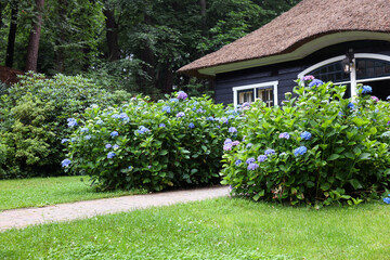 Beautiful blooming hydrangeas in front yard of lovely little cottage. Landscape design