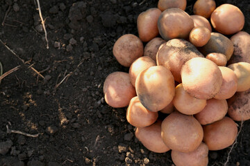 Pile of ripe potatoes on ground outdoors, top view. Space for text