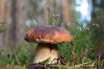 Beautiful porcini mushroom growing near plants outdoors, closeup