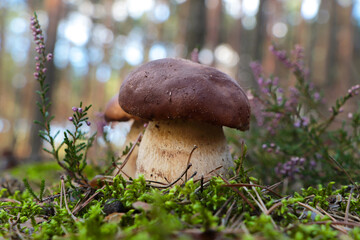 Beautiful porcini mushroom growing in forest on autumn day