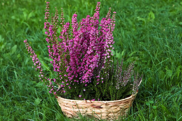 Wicker basket with blooming heather flowers on green grass outdoors