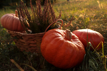 Wicker basket with beautiful heather flowers and pumpkins outdoors, closeup