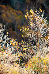 autumn in the mountains