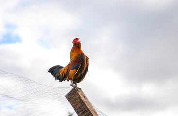 A red, orange and green cockerel is sitting on the wooden post of a tall chicken fence. His beak is...