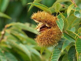 大きく開いた栗の実