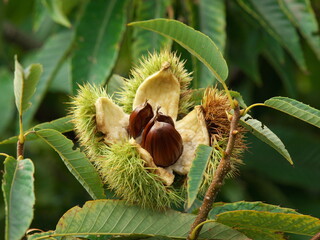 パカーンと裂けた栗の実