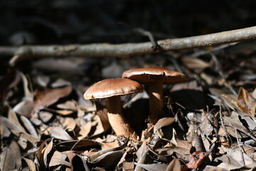 mushrooms in the forest