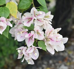 White and pink bougainvillea flowers in a tropical garden